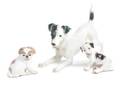 Three Bing  Grondahl Porcelain Dogs