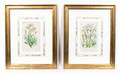 Four Hand Colored Botanical Engravings