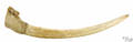 Walrus tusk 19th c