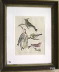 Five handcolored bird engravings after A Wilson