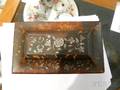 Tortoiseshell and Motherofpearlinlaid Tea Caddy
