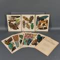 EmileAllain Sguy French 18771951 Insectes  Portfolio of Seventeen Plates