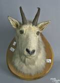 Mountain goat hunting trophy