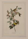 Audubon John James 17851851 Nashville Warbler Plate LXXXIX