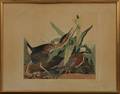 Audubon John James 17851851 Green Heron Plate CCCXXXIII