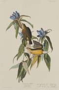 Audubon John James 17851851 Connecticut Warbler Plate CXXXVIII