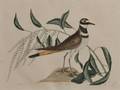 Catesby Mark 16821749 Pluvialis Vociferus