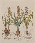 Besler Basilius 15611629 Muscari