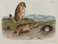 Audubon John James 17851851 Prairie Dog Plate XCIX