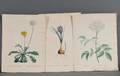 Redout Pierre Joseph 17591840 Three Handcolored Botanical Prints