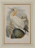 Gould John 18041881 Sula Bassana