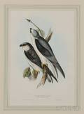 Gould John 18041881 BlackWinged Kite