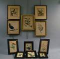 Eleven Framed Ornithological and Botanical Prints