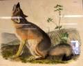 Framed Audubon Print Swift Fox