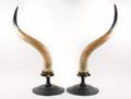 Pair of Large Animal Horns Mounted on Bases