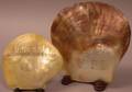 Two Great Eastern Steamship Scrimshaw Decorated Seashells