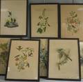 Set of Seven Framed Color Lithograph Ornithological Prints After John J Audubon
