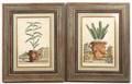 Pair of A Munting Engravings of Plants 17th C