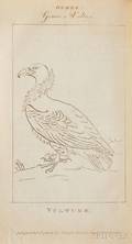 Galton Samuel John 17531832 The Natural History of Birds Intended for the Amusement and Instruction of Children