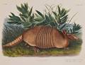 Audubon John James 17851851 NineBanded Armadillo Male