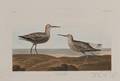 Audubon John James 17851851 LongLegged Sandpiper
