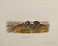 Audubon John James 17851851 Common Star Nose Mole