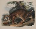 Audubon John James 17851851 Common American Wildcat