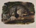 Audubon John James 17851851 Canada Lynx