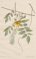 Audubon John James 17851851 Blue Eyed Yellow Warbler