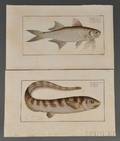 Bloch Marcus Eliezer 17231799 Six Handcolored Engravings of Fish