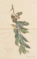 Audubon John James 17851851 Yellow Throat Warbler