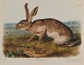 Audubon John James 17851851 Texian Hare