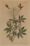 Audubon John James 17851851 RuffNecked HummingBird