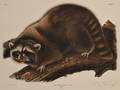 Audubon John James 17851851 Raccoon Male