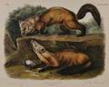 Audubon John James 17851851 Pine Marten