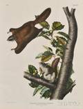 Audubon John James 17851851 Oregon Flying Squirrel