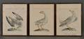 Manetti Xaverio 17231784 Three Handcolored Engravings of Birds