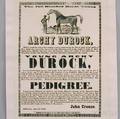 Printed Pedigree Stallion Advertising Broadside ARCHY DUROCK