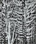 Ansel Adams American 19021984 Forest Detail Winter Yosemite National Park California