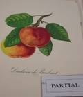 Lot of Assorted Botanical Prints
