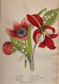 Newman John B fl circa 1840 Illustrated Botany