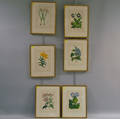 Six Framed Book Illustrations of Flower Specimens