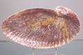 Wedgwood Moonlight Lustre Shell Dish