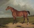 British School 19th Century Portrait of a Horse