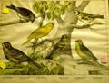 Framed German Ornithological Book Print