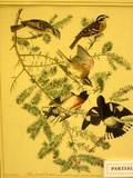 Lot of Four Ornithological Prints