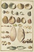 Six HandColored Copper Engravings of Shells