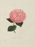Four HandColored Stipple Engravings of Camellias