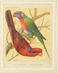 Six Stone Lithographs of Parrots