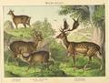 Six Lithographs of North American Mammals